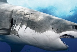 Како да си го спасите животот кога сте во неволја?