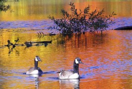 Посакајте и добредојде на есента