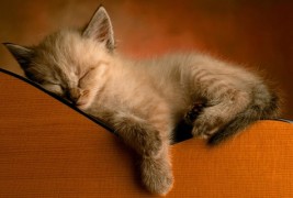 Рајскиот живот на мачињата