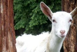 Заблагодарете им на козите за кафето