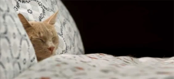 Креативна реклама на Икеа: 100 слатки мачиња во потрага по место за одмор