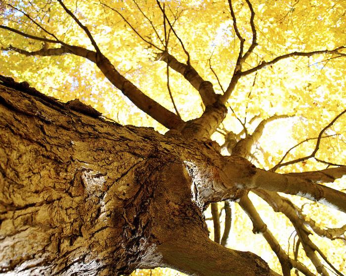 Посакајте и добредојде на есента