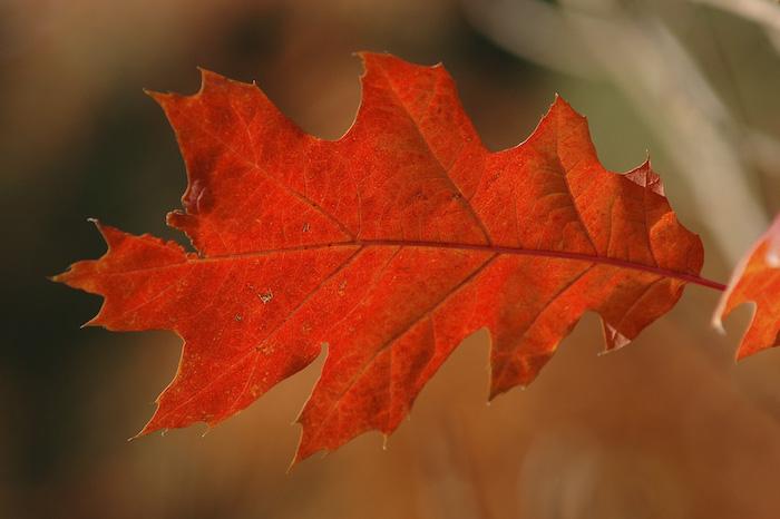Посакајте и добредојде на есента