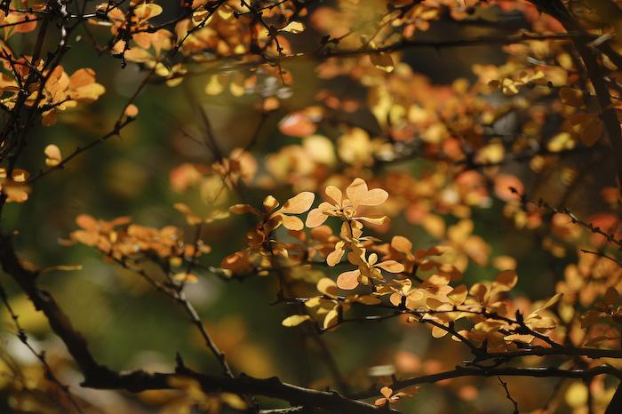 Посакајте и добредојде на есента