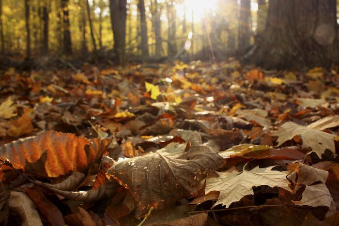 Посакајте и добредојде на есента