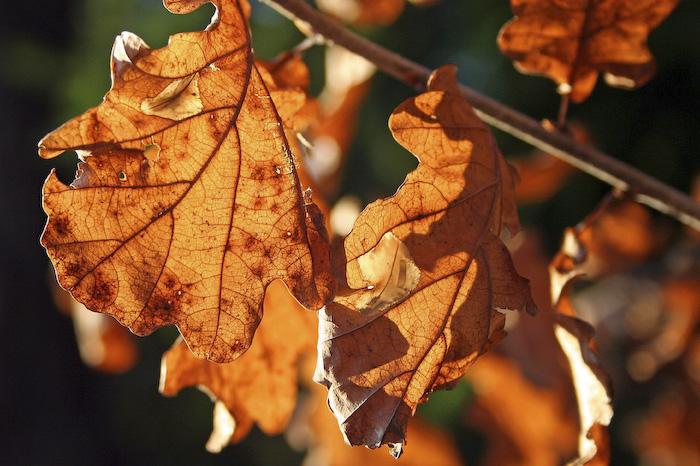 Посакајте и добредојде на есента