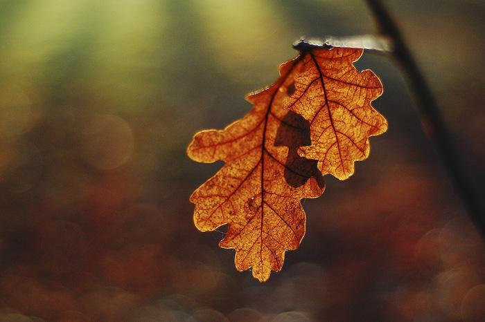 Посакајте и добредојде на есента