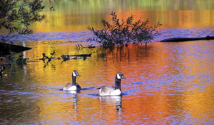 Посакајте и добредојде на есента