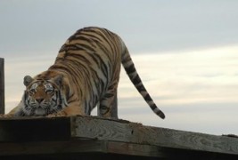 И животните вежбаат јога