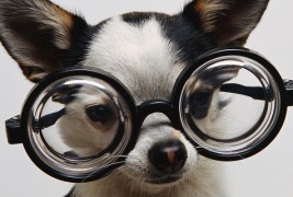 Што кажува миленичето за вашата работа?