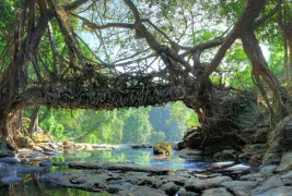 Живите мостови во Индија