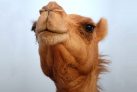 Неколку чудни и интересни факти за животните