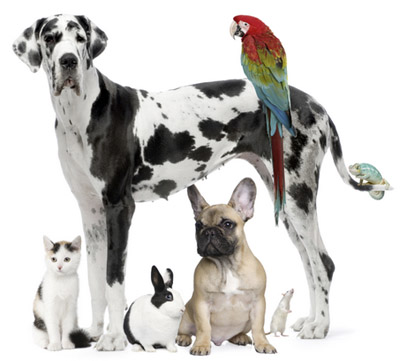 Што кажува миленичето за вашата работа?