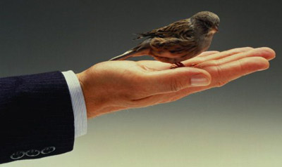 Што кажува миленичето за вашата работа?