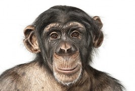 Креативни портрети на животни