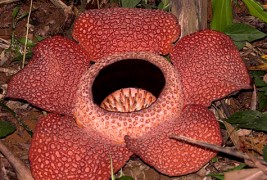 Топ 10 најчудни растенија во светот