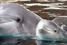 Животните како грижливи родители