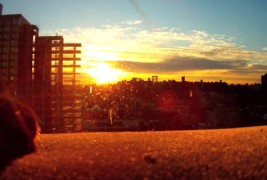 Првиот филм снимен комплетно само од мачки?!