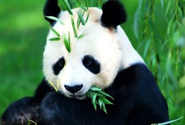 Бебе панда – тајландска ѕвезда на реално шоу