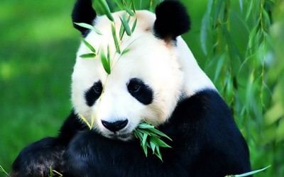 Бебе панда – тајландска ѕвезда на реално шоу
