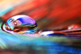 Боите на природата во макрофотографија