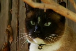 Мачка клептоман