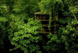 Живеејќи помеѓу дрвјата