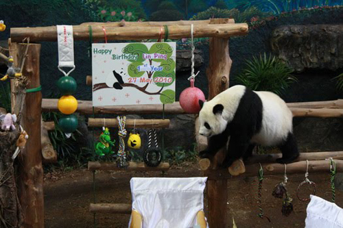 Бебе панда – тајландска ѕвезда на реално шоу