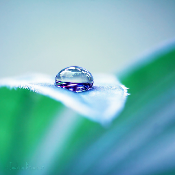 Боите на природата во макрофотографија