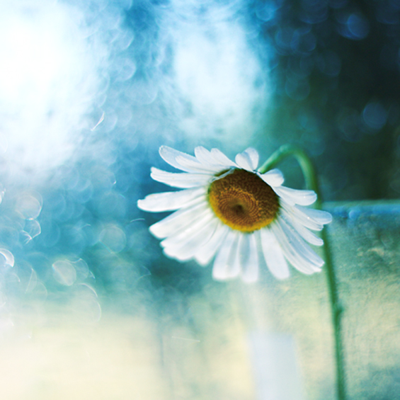 Боите на природата во макрофотографија