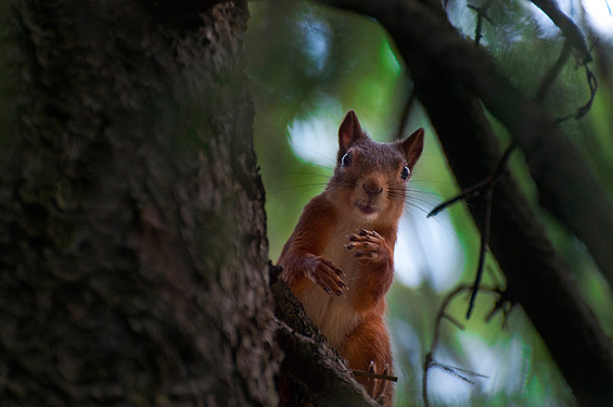 Очи широко отворени кон сонот