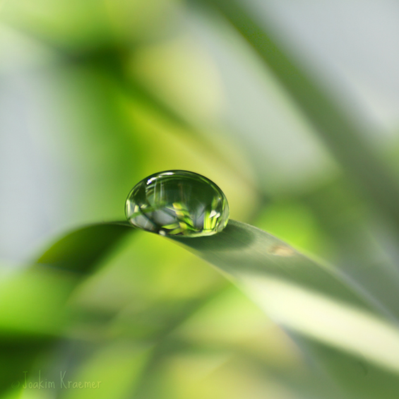 Боите на природата во макрофотографија