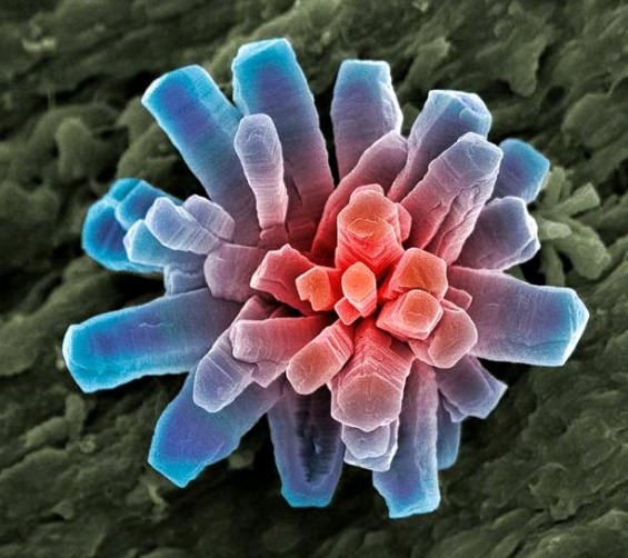 микрокосмос: слики направени со електронски микроскоп