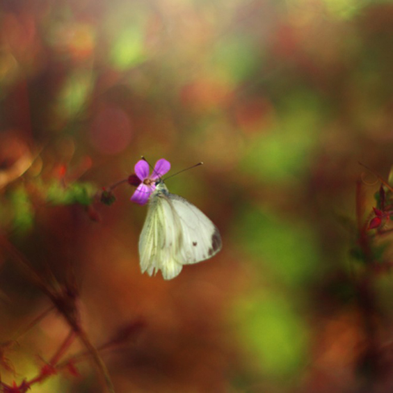 Боите на природата во макрофотографија