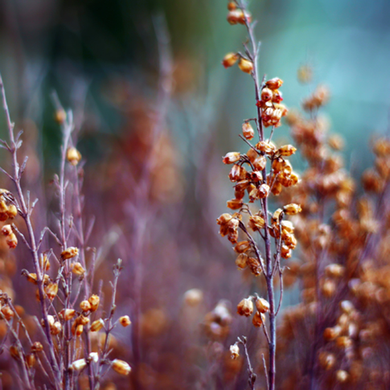 Боите на природата во макрофотографија