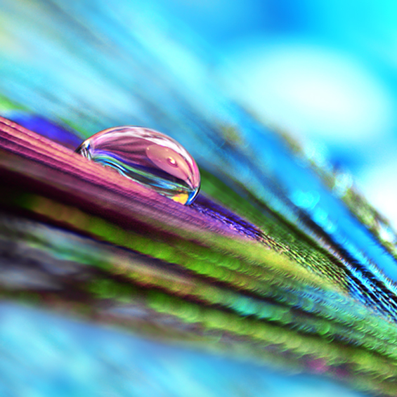 Боите на природата во макрофотографија