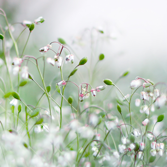 Боите на природата во макрофотографија