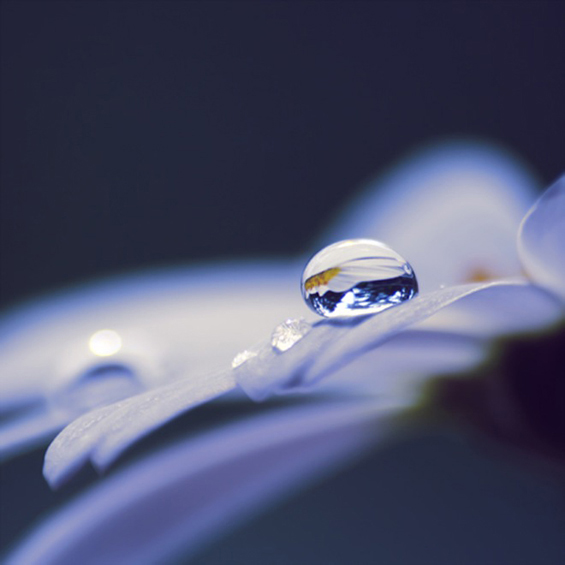 Боите на природата во макрофотографија