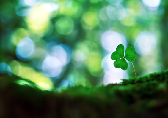 Боите на природата во макрофотографија