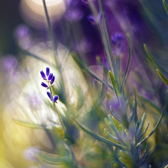 Боите на природата во макрофотографија