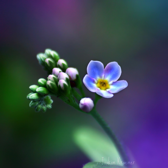 Боите на природата во макрофотографија