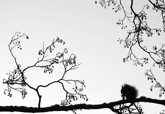 (25) Очи широко отворени кон сонот Очи широко отворени кон сонот