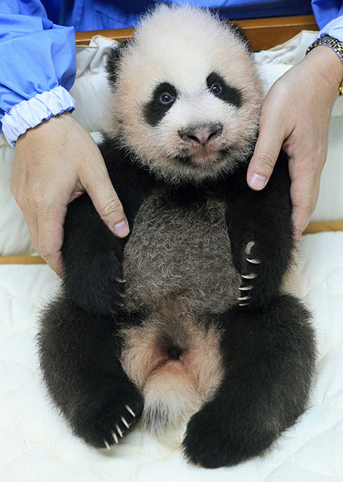 Бебе панда – тајландска ѕвезда на реално шоу