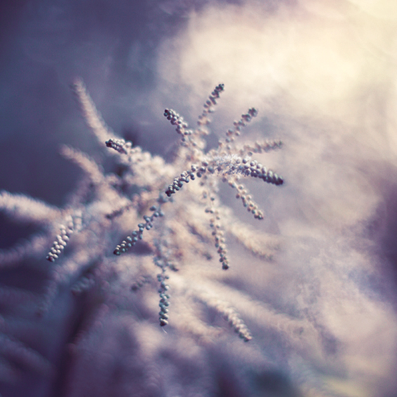 Боите на природата во макрофотографија