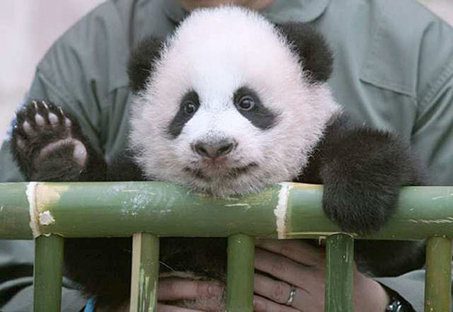 Бебе панда – тајландска ѕвезда на реално шоу