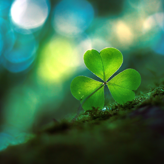 Боите на природата во макрофотографија