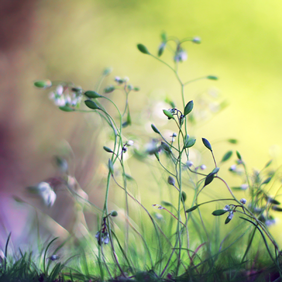 Боите на природата во макрофотографија