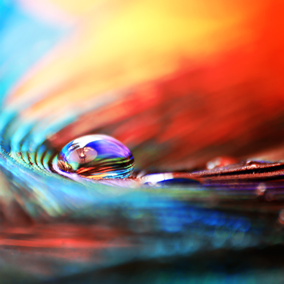 Боите на природата во макрофотографија