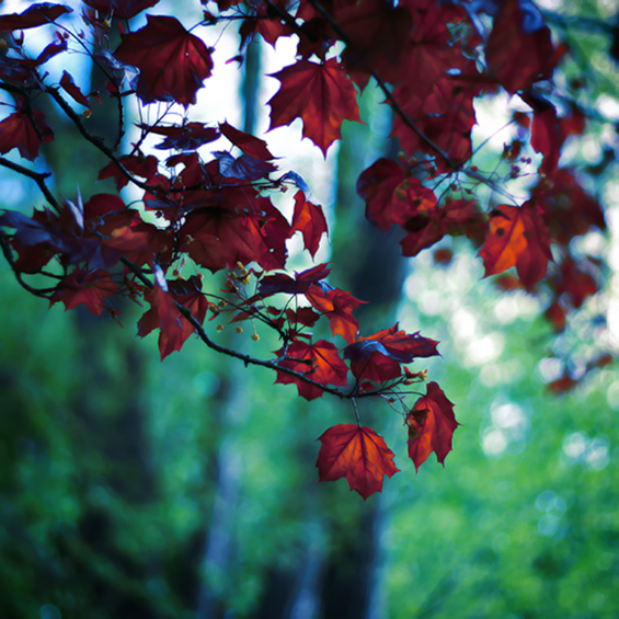 Боите на природата во макрофотографија