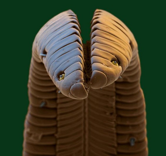 микрокосмос: слики направени со електронски микроскоп